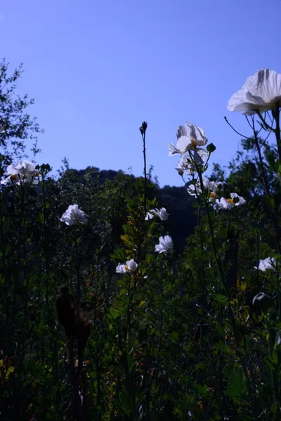 DSC_2047 (Large).JPG